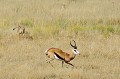 La mère guépard se lance à la poursuite du springbok. Mammifère, Guépard, Springbok, Chasse, Apprentissage, Parc Transfrontalier de Kgalagadi, Désert du Kalahari, Afrique du Sud 
