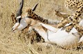  Mammifère, Guépard, Springbok, Chasse, Apprentissage, Parc Transfrontalier de Kgalagadi, Désert du Kalahari, Afrique du Sud 