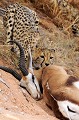  Mammifère, Guépard, Springbok, Chasse, Apprentissage, Parc Transfrontalier de Kgalagadi, Désert du Kalahari, Afrique du Sud 