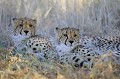 Deux frères guépards se reposent à l'ombre. Mammifère; Félin; Guépard; Cheetah; Frère; Désert du Kalahari; Parc Transfrontalier de Kgalagadi; Afrique du Sud 