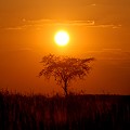 Coucher du soleil dans le désert du Kalahari. Paysage; Coucher du soleil; Désert du Kalahari; Parc Transfrontalier de Kgalagadi; Afrique du Sud 