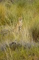 Jeune guépard dans les dunes du Kalahari. Mammifère; Guépard; Félin; Cheetah; Jeune; Désert du Kalahari; Parc Transfrontalier de Kgalagadi; Afrique du Sud 