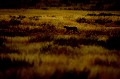 Guépard qui avance dans les dunes du Kalahari au petit matin. Mammifère; Guépard; Félin; Cheetah; matin; Désert du Kalahari; Parc Transfrontalier de Kgalagadi; Afrique du Sud 