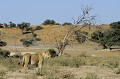 Une lionne observe les troupeaux d'oryx et de gnou un peu plus loin dans les dunes du Kalahari. Mammifère; Lionne; Félin; Dune; Désert du Kalahari; Parc Transfrontalier de Kgalagadi; Afrique du Sud 