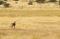 Une mère guépard à l'affût d'une proie potentielle pour son petit. Mammifère; Guépard; Cheetah; Félin; à l'affut d'une proie; Désert du Kalahari; Parc Transfrontalier de Kgalagadi; Afrique du Sud 
