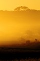 Paysage du désert du Kalahari au lever du soleil. Paysage; Lever du soleil; Désert du Kalahari; Parc Transfrontalier de Kgalagadi; Afrique du Sud 