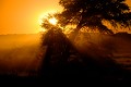 Lever du soleil dans le désert du Kalahari. Paysage; Lever du soleil; Désert du Kalahari; Parc Transfrontalier de Kgalagadi; Afrique du Sud 