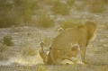 Accouplement de lions au lever du soleil dans le désert du Kalahari. Mammifère; Lion; Félin; Accouplement; lever du soleil; Désert du Kalahari; Parc Transfrontalier de Kgalagadi; Afrique du Sud 