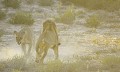 Accouplement de lions au lever du soleil dans le désert du Kalahari. Mammifère; Lion; Félin; Accouplement; lever du soleil; Désert du Kalahari; Parc Transfrontalier de Kgalagadi; Afrique du Sud 