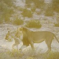 Accouplement de lions au lever du soleil dans le désert du Kalahari. Mammifère; Lion; Félin; Accouplement; lever du soleil; Désert du Kalahari; Parc Transfrontalier de Kgalagadi; Afrique du Sud 