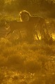 Accouplement de lions au lever du soleil dans le désert du Kalahari. Mammifère; Lion; Félin; Accouplement; lever du soleil; Désert du Kalahari; Parc Transfrontalier de Kgalagadi; Afrique du Sud 