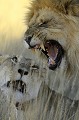 Accouplement de lions dans le désert du Kalahari. Mammifère; Lion; Félin; Accouplement; Désert du Kalahari; Parc Transfrontalier de Kgalagadi; Afrique du Sud 
