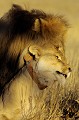 Accouplement de lions au coucher du soleil dans le désert du Kalahari. Mammifère; Lion; Félin; Accouplement; coucher du soleil; Désert du Kalahari; Parc Transfrontalier de Kgalagadi; Afrique du Sud 