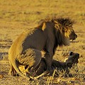 Accouplement de lions au coucher du soleil dans le désert du Kalahari. Mammifère; Lion; Félin; Accouplement; coucher du soleil; Désert du Kalahari; Parc Transfrontalier de Kgalagadi; Afrique du Sud 