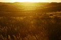 La journée s'achève et le soleil se couche derrière les dunes du Désert du Kalahari. Paysage 
 Dunes 
 Herbes 
 Coucher du soleil 
 Désert du Kalahari 
 Parc Transfrontalier de Kgalagadi 
 Afrique du Sud 