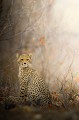 Jeune guépard dans le Parc national Kruger. Animal 
 Mammifère 
 Cheetah 
 Guépard 
 Acinonyx jubatus 
 Félin 
 Félidé 
 Jeune guépard 
 Carnivore 
 Parc national Kruger 
 Animaux d'Afrique 
 Afrique du Sud 
 Faune d'Afrique 
 Afrique 