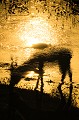  Animal 
 Mammifère 
 Cobe à croissant 
 Kobus ellipsiprymnus 
 Waterbuck 
 Bovidé 
 Coucher du soleil 
 Rivière Olifants 
 Reflet 
 Parc national Kruger 
 Afrique du Sud 
 Animaux d'Afrique 
 Faune d'Afrique 
 Afrique 