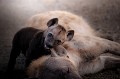 Hyène tachetée avec son petit devant leur tanière en fin de journée. Animal 
 Mammifère 
 Hyène tachetée 
 Crocuta crocuta 
 Carnivore 
 Portrait 
 Femelle avec son petit 
 Parc national Kruger 
 Afrique du Sud 
 Animaux d'Afrique 
 Faune d'Afrique 
 Afrique 