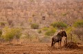 Gnou bleu dans le Parc national Kruger en fin de journée. Animal 
 Mammifère 
 Gnou bleu 
 Gnou à queue noire 
 Connochaetes taurinus 
 Bovidé 
 Parc national Kruger 
 Animaux d'Afrique 
 Afrique du Sud 
 Faune d'Afrique 
 Afrique 