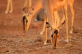Petit groupe d'impala broute en fin de journée dans le Parc national Kruger. Animal 
 Mammifère 
 Impala 
 Aepyceros melampus 
 Bovidé 
 Parc national Kruger 
 Animaux d'Afrique 
 Afrique du Sud 
 Faune d'Afrique 
 Afrique 