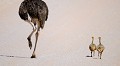 Famille d'autruches dans le désert du Kalahari. Animal 
 Oiseau 
 Autruche d'Afrique 
 Autruchon 
 Struthio camelus 
 Désert du Kalahari 
 Parc Transfrontalier de Kgalagadi 
 Afrique du Sud 
 Animaux d'Afrique 
 Faune d'Afrique 
 Afrique 