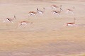 Un troupeau de springbok s'amuse en sautant au coucher du soleil. Animal 
 Mammifère 
 Springbok 
 Troupeau 
 Sauter 
 Coucher du soleil 
 Désert du Kalahari 
 Parc Transfrontalier de Kgalagadi 
 Afrique du Sud 
 Animaux d'Afrique 
 Faune d'Afrique 
 Afrique 
 Gazelle à poche dorsale 
