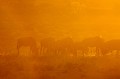 Un troupeau de gnous broute sur la crète au lever du soleil dans le désert du Kalahari. Animal 
 Mammifère 
 Gnou bleu 
 Connochaetes taurinus 
 Gnou à queue noire 
 Bovidé 
 Troupeau 
 Brouter 
 Lever du soleil 
 Contre jour 
 Désert du Kalahari 
 Parc Transfrontalier de Kgalagadi 
 Afrique du Sud 
 Animaux d'Afrique 
 Faune d'Afrique 
 Afrique 