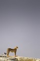 Guépard sur la crète à l'affût d'une proie potentielle dans le désert du Kalahari. Animal 
 Mammifère 
 Cheetah 
 Guépard 
 Acinonyx jubatus 
 Félin 
 Félidé 
 Jeune guépard 
 Carnivore 
 Désert du Kalahari 
 Parc Transfrontalier de Kgalagadi 
 Animaux d'Afrique 
 Afrique du Sud 
 Faune d'Afrique 
 Afrique 
