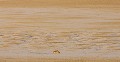 Chacal à chabraque avance dans la lumière matinale dans le désert du Kalahari. Animal 
 Mammifère 
 Chacal à chabraque 
 Canis mesomelas 
 Carnivore 
 Prédateur 
 Charognard 
 Désert du Kalahari 
 Parc Transfrontalier de Kgalagadi 
 Afrique du Sud 
 Animaux d'Afrique 
 Faune d'Afrique 
 Afrique 
 Lever du soleil 