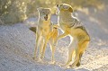 Deux chacals à chabraque se disputent un morceau de viande. Animal 
 Mammifère 
 Chacal à chabraque 
 Canis mesomelas 
 Carnivore 
 Prédateur 
 Charognard 
 Désert du Kalahari 
 Parc Transfrontalier de Kgalagadi 
 Afrique du Sud 
 Animaux d'Afrique 
 Faune d'Afrique 
 Afrique 
