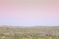 Un groupe d'oryx broute dans les dunes du Kalahari à l'aube. Animal 
 Mammifère 
 Oryx 
 Oryx gazella 
 Gemsbok 
 Bovidé 
 Troupeau 
 Désert du Kalahari 
 Parc Transfrontalier de Kgalagadi 
 Afrique du Sud 
 Animaux d'Afrique 
 Faune d'Afrique 
 Afrique 
 Lever du soleil 
 Aube 