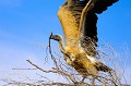 Le vautour africain a soigneusement choisi la bonne branche avant l'envol vers son nid. Animal 
 Afrique du Sud 
 Animaux d'Afrique 
 Désert du Kalahari 
 Envol 
 Gyps africanus 
 Oiseau 
 Parc Transfrontalier de Kgalagadi 
 Vautour africain 
 Portrait 
 Faune d'Afrique 
 Afrique 
