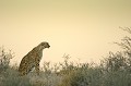 Guépard au petit matin dans le désert du Kalahari. Animal 
 Mammifère 
 Cheetah 
 Guépard 
 Acinonyx jubatus 
 Félin 
 Félidé 
 Carnivore 
 Désert du Kalahari 
 Parc Transfrontalier de Kgalagadi 
 Animaux d'Afrique 
 Afrique du Sud 
 Faune d'Afrique 
 Afrique 