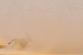 Oryx dans une tornade de sable dans le désert du Kalahari. Animal 
 Mammifère 
 Oryx 
 Gemsbok 
 Oryx gazella 
 Bovidé 
 Tornade de sable 
 Désert du Kalahari 
 Parc Transfrontalier de Kgalagadi 
 Afrique du Sud 
 Animaux d'Afrique 
 Faune d'Afrique 
 Afrique 