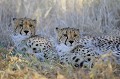 Deux frères se reposent à l'ombre dans le désert du Kalahari. Animal 
 Mammifère 
 Cheetah 
 Guépard 
 Acinonyx jubatus 
 Félin 
 Félidé 
 Jeune guépard 
 Carnivore 
 Désert du Kalahari 
 Parc Transfrontalier de Kgalagadi 
 Animaux d'Afrique 
 Afrique du Sud 
 Faune d'Afrique 
 Afrique 