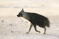 Hyène brune dans le désert du Kalahari au petit matin. Animal 
 Mammifère 
 Hyène brune 
 Parahyaena brunnea 
 Carnivore 
 Charognard 
 Désert du Kalahari 
 Parc Transfrontalier de Kgalagadi 
 Afrique du Sud 
 Animaux d'Afrique 
 Faune d'Afrique 
 Afrique 