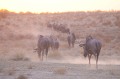 Un petit troupeau de gnou bleu traverse le désert du Kalahari dans la douce lumière du soir. Animal 
 Mammifère 
 Gnou bleu 
 Connochaetes taurinus 
 Bovidé 
 Troupeau 
 Désert du Kalahari 
 Parc Transfrontalier de Kgalagadi 
 Afrique du Sud 
 Animaux d'Afrique 
 Faune d'Afrique 
 Afrique 