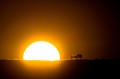 Springbok dans la lumière du soleil levant dans le désert du Kalahari. Animal 
 Mammifère 
 Antidorcas marsupialis 
 Springbok 
 Gazelle à poche dorsale 
 Bovidé 
 Désert du Kalahari 
 Parc Transfrontalier de Kgalagadi 
 Afrique du Sud 
 Animaux d'Afrique 
 Faune d'Afrique 
 Afrique 
 Lever du soleil 
 Soleil 