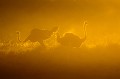 Des autruches d'Afrique dans la lumière du soir dans le désert du Kalahari. Animal 
 Oiseau 
 Autruche d'Afrique 
 Struthio camelus 
 Désert du Kalahari 
 Parc Transfrontalier de Kgalagadi 
 Afrique du Sud 
 Animaux d'Afrique 
 Faune d'Afrique 
 Afrique 
 Coucher du soleil 
 Lumière 
 Silhouette 