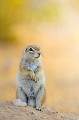 Écureuil du Cap dans le désert du Kalahari. Animal 
 Mammifère 
 Désert du Kalahari 
 Parc Transfrontalier de Kgalagadi 
 Afrique du Sud 
 Animaux d'Afrique 
 Xerus inauris 
 Écureuil du Cap 
 Faune d'Afrique 
 Afrique 