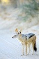 Chacal à chabraque dans le désert du Kalahari. Animal 
 Mammifère 
 Chacal à chabraque 
 Canis mesomelas 
 Carnivore 
 Prédateur 
 Charognard 
 Désert du Kalahari 
 Parc Transfrontalier de Kgalagadi 
 Afrique du Sud 
 Animaux d'Afrique 
 Faune d'Afrique 
 Afrique 