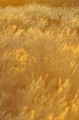 Un steenbok fait le tour de son territoire au lever du soleil. Animal 
 Mammifère 
 Raphicère Champêtre 
 Raphicerus campestris 
 Steenbok 
 Antilope 
 Bovidé 
 Lever du soleil 
 Désert du Kalahari 
 Parc Transfrontalier de Kgalagadi 
 Afrique du Sud 
 Animaux d'Afrique 
 Faune d'Afrique 
 Afrique 