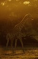 Giraffon au lever du soleil en contre jour. Animal 
 Mammifère 
 Girafe 
 Giraffon 
 Giraffa camelopardalis 
 Lever du soleil 
 Contre jour 
 Désert du Kalahari 
 Parc Transfrontalier de Kgalagadi 
 Afrique du Sud 
 Animaux d'Afrique 
 Faune d'Afrique 
 Afrique 