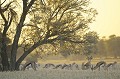 Troupeau de springboks au coucher du soleil dans le Kalahari. Animal 
 Mammifère 
 Antidorcas marsupialis 
 Springbok 
 Gazelle à poche dorsale 
 Bovidé 
 Coucher du soleil 
 Désert du Kalahari 
 Parc Transfrontalier de Kgalagadi 
 Afrique du Sud 
 Animaux d'Afrique 
 Faune d'Afrique 
 Afrique 