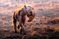 Jeune hyène tachetée joue avec des bouses d'éléphants. Animal 
 Mammifère 
 Hyène tachetée 
 Crocuta crocuta 
 Carnivore 
 Parc national Kruger 
 Afrique du Sud 
 Animaux d'Afrique 
 Faune d'Afrique 
 Afrique 