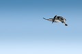 Martin-pêcheur pie en vol stationnaire avant de plonger brusquement pour capturer sa proie. Animal 
 Oiseau 
 Martin-pêcheur pie 
 Ceryle rudis 
 Alcyon pie 
 Vol stationnaire 
 Chasse 
 Parc national Kruger 
 Animaux d'Afrique 
 Afrique du Sud 
 Afrique 
 Faune d'Afrique 