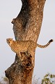 Guépard sur un arbre appelant son frère en fin de journée. 
 Animal 
 Mammifère 
 Guépard 
 Acinonyx jubatus 
 Félin 
 Félidé 
 Carnivore 
 Parc national Kruger 
 Faune d'Afrique 
 Afrique 
 Animaux d'Afrique 
 Afrique du Sud  