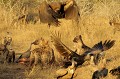 Hyènes tachetées et Vautours se disputent les restes d'une carcasse de buffle au lever du soleil. Afrique du Sud 
 Animaux d'Afrique 
 Carcasse de buffle 
 Charognard 
 Crocuta crocuta 
 Gyps africanus 
 Hyène tachetée 
 Mammifère 
 Oiseau 
 Parc national Kruger 
 Rapace 
 Spotted Hyaena 
 Vautour africain 
 Whitebacked Vulture 
 Faune d'Afrique 
 Afrique 
 Carnivore 
 Animal 