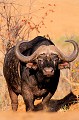 Buffle du Cap. Animal 
 Mammifère 
 Buffle du Cap 
 Buffle de Cafrerie 
 Syncerus caffer 
 Bovidé 
 Herbivore 
 Portrait 
 Afrique du Sud 
 Animaux d'Afrique 
 Faune d'Afrique 
 Afrique 
 Parc national Kruger 