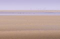 Des phoques se reposent sur un banc de sable en Baie de Somme. Nature 
 Paysage 
 Baie de Somme 
 Littoral 
 Picardie 
 Manche 
 Fleuve 
 Somme 
 Marée 
 Département Somme 
 Région Hauts-de-France 
 France 
 Phoques-veaux marins 
 Phoques gris 
 Animal 
 Mammifère 
 Réserve naturelle 
 Phocidé 
 Halichoerus grypus 
 Carnivore 
 Phoque commun 
 Phoca vitulina 
 Le Hourdel 
 Cayeux-sur-Mer 
 Terre 
 Mer 
 Sable 
 Mouette rieuse 
 Chroicocephalus ridibundus 
 Oiseau 